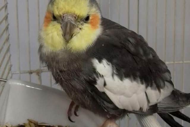 A cockatiel was found hiding in a McDonald's cup and taken to the SSPCA's Glasgow centre to recuperate  picture: SSPCA