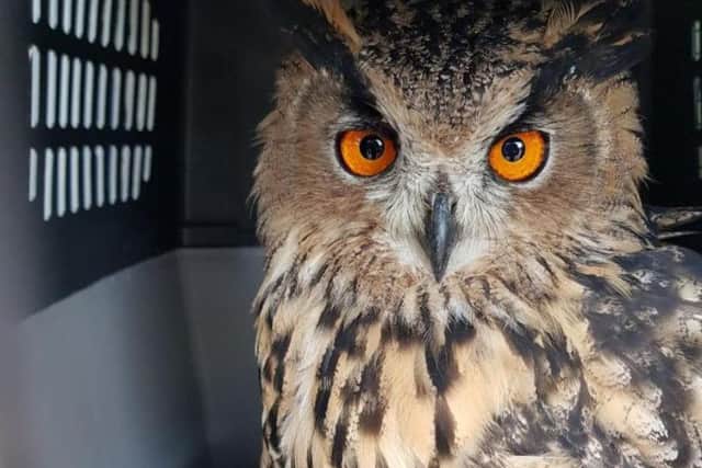 A rare eagle owl was found in the back of a shed in a resident's garden    picture: SSPCA