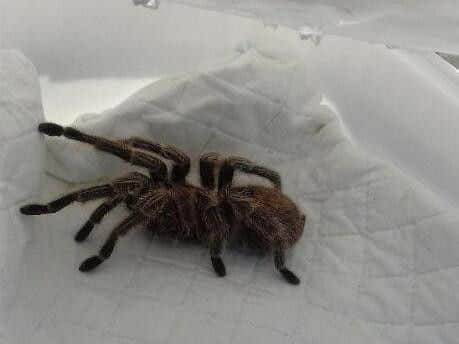 A tarantula was found in a bin in West Lothian   picture: SSPCA