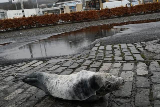 A seal pup was found in a car park in Greenock     picture: SSPCA
