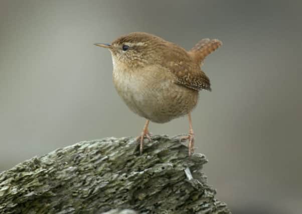 The wren is one of the smaller birds that suffer during harsh winters.