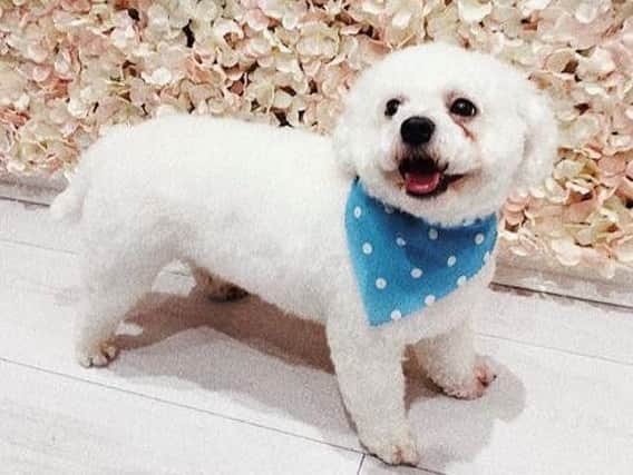A woman has been left devastated after her pet Henry died as a result of the incident.