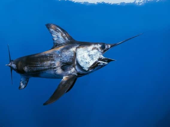 Swordfish are fast, powerful and agile predators that are more usually found in warmer waters in the Mediterranean or Caribbean