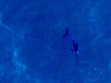 Aerial images taken at the site of the Seagreen offshore wind farm, 27km off the Angus coast, revealed a rare visit by a swordfish