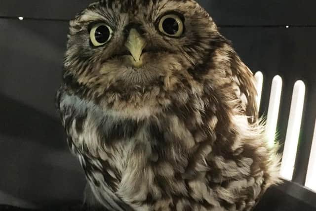 An owl nicknamed Plump ate so many mice and voles that she became too fat to fly and had to be put on a diet.