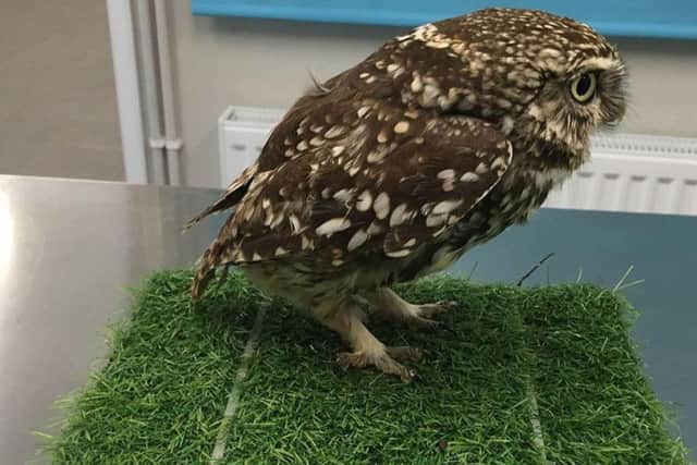 The little owl (Athene noctua) was found in a ditch by a member of the public who thought she was injured, but when staff at Suffolk Owl Sanctuary examined her they found she was just "extremely obese".