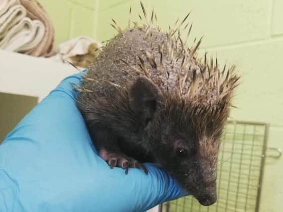 Ratty at the height of his infection. Picture: SSPCA