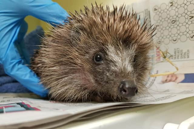 The hedgehog in better days. Picture: SSPCA