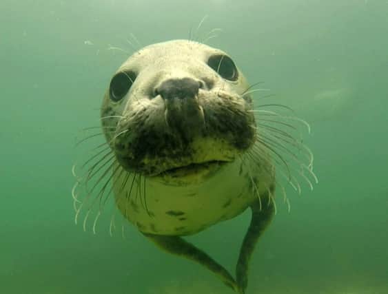 A wild grey seal filmed off the coast of the Farne Islands, Northumberland has been caught "clapping" on camera for the first time, making sounds that resemble "shotgun-like cracks". Picture:: Ben Burville/Newcastle University/PA Wire