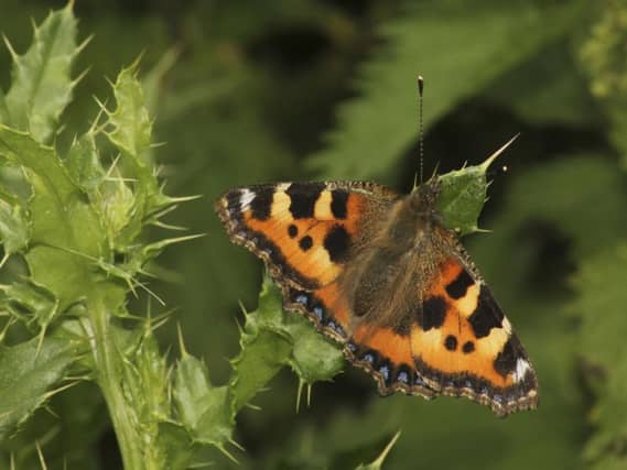 The latest data shows that active butterflies and newts and blackbirds building a nest have already been spotted months before normal. Picture: PA