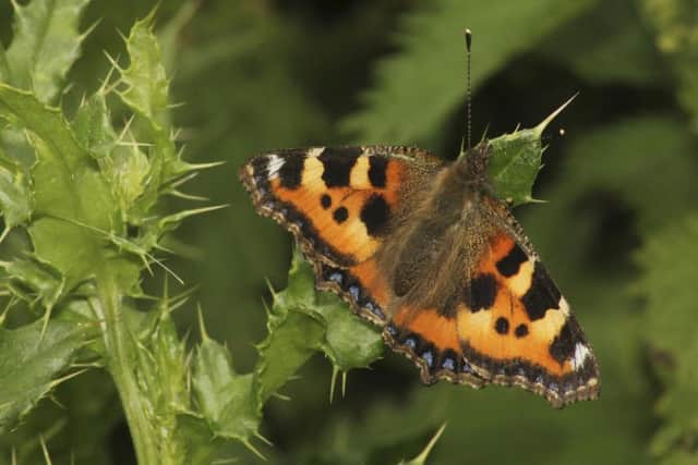 The latest data shows that active butterflies and newts and blackbirds building a nest have already been spotted months before normal. Picture: PA