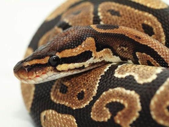The 5ft snakes were discovered within a month of each other at Den of Maidencraig nature reserve in Aberdeen.
