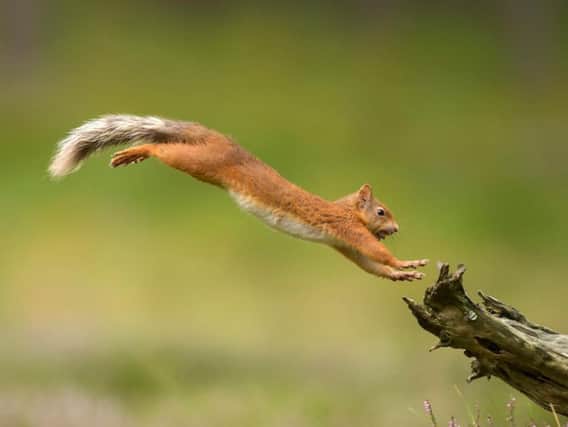 The new rewilding centre will encourage people to explore Scotland's great outdoors and get close to iconic native wildlife such as red squirrels and golden eagles