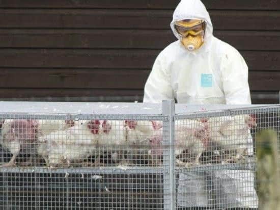 The NFU Scotland has confirmed a case of avian flu in the country. Picture: File