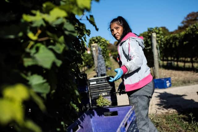 There will be no route for low-skilled migrants to come to Britain other than as seasonal farm workers (Photo: Jack Taylor/Getty Images)