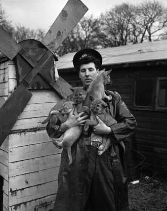 A Glasgow Zoo keeper with four dingo pups (Photo: TSPL)