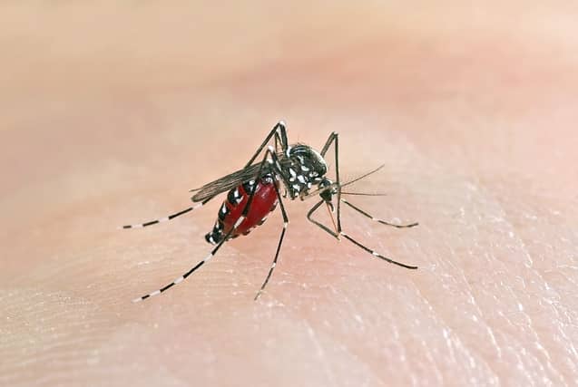 Asian tiger mosquitoes could be attracted to the UK (Photo: Shutterstock)