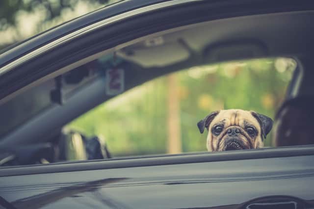 January 2021 will see new rules come into place as the Brexit transition period ends, including the regulations around travelling to Europe with your pet (Photo: Shutterstock)