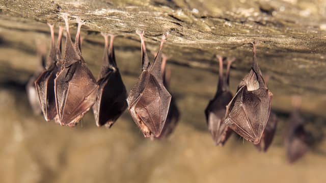 Humans can’t catch coronavirus directly from bats - the latest studies from scientists (Photo: Shutterstock)